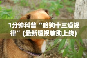 1分钟科普“哈狗十三道规律”(最新透视辅助上线)
