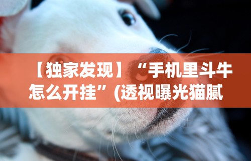 【独家发现】“手机里斗牛怎么开挂”(透视曝光猫腻)
