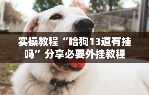 实操教程“哈狗13道有挂吗”分享必要外挂教程