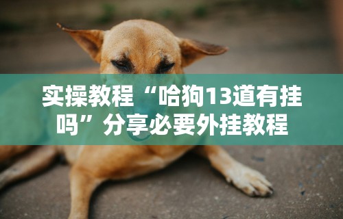 实操教程“哈狗13道有挂吗”分享必要外挂教程