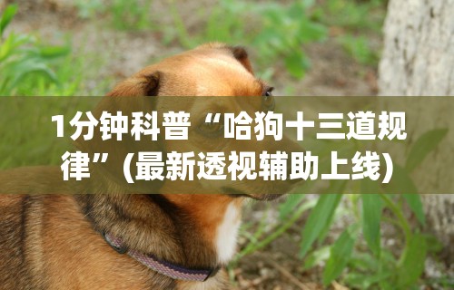 1分钟科普“哈狗十三道规律”(最新透视辅助上线)