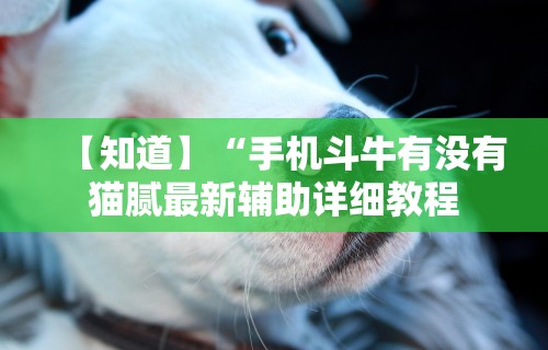 【知道】“手机斗牛有没有猫腻最新辅助详细教程