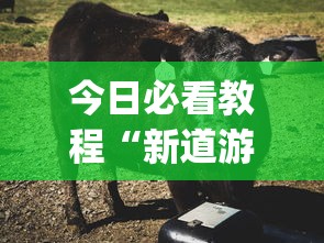 今日必看教程“新道游牛牛透视”(原来确实是有插件)